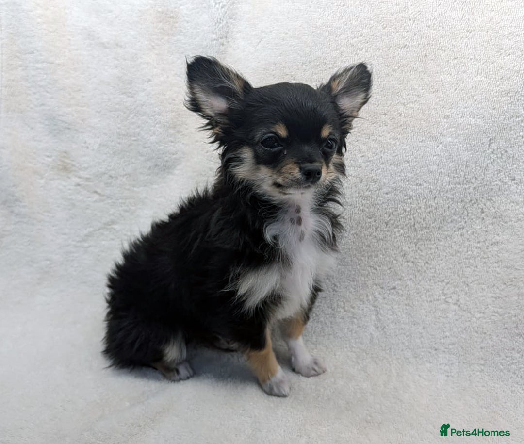 Chihuahua dogs for sale: Chihuahua Puppies Long Haired Kennel Club KC  - Image 4