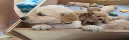 Golden Retriever dogs for sale: KC Pedigree Golden Retriever Puppies - Advert 6