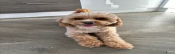 Cavapoo dogs for stud: Proven Toy Cavapoo Stud Extensively Health Checked in Preston - Advert 3