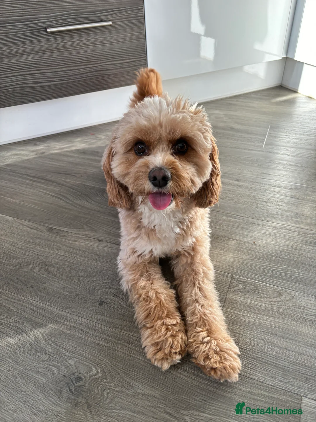 Cavapoo dogs for stud: Proven Toy Cavapoo Stud Extensively Health Checked in Preston - Advert 3