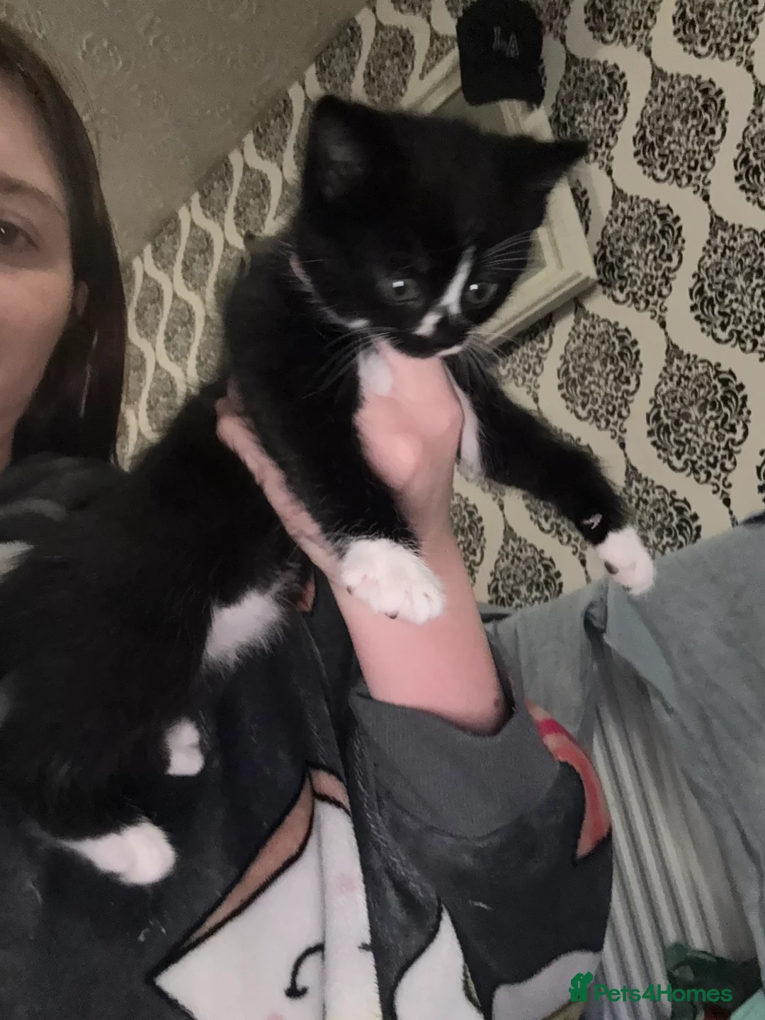 Mixed Breed cats for sale: Beautiful kitten ready for new home - Advert 5