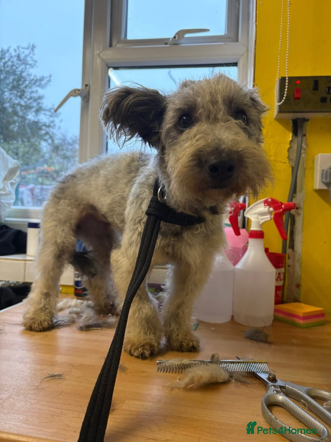 Mixed Breed dogs for adoption: Scruffy- Hingham Norfolk  - Advert 18