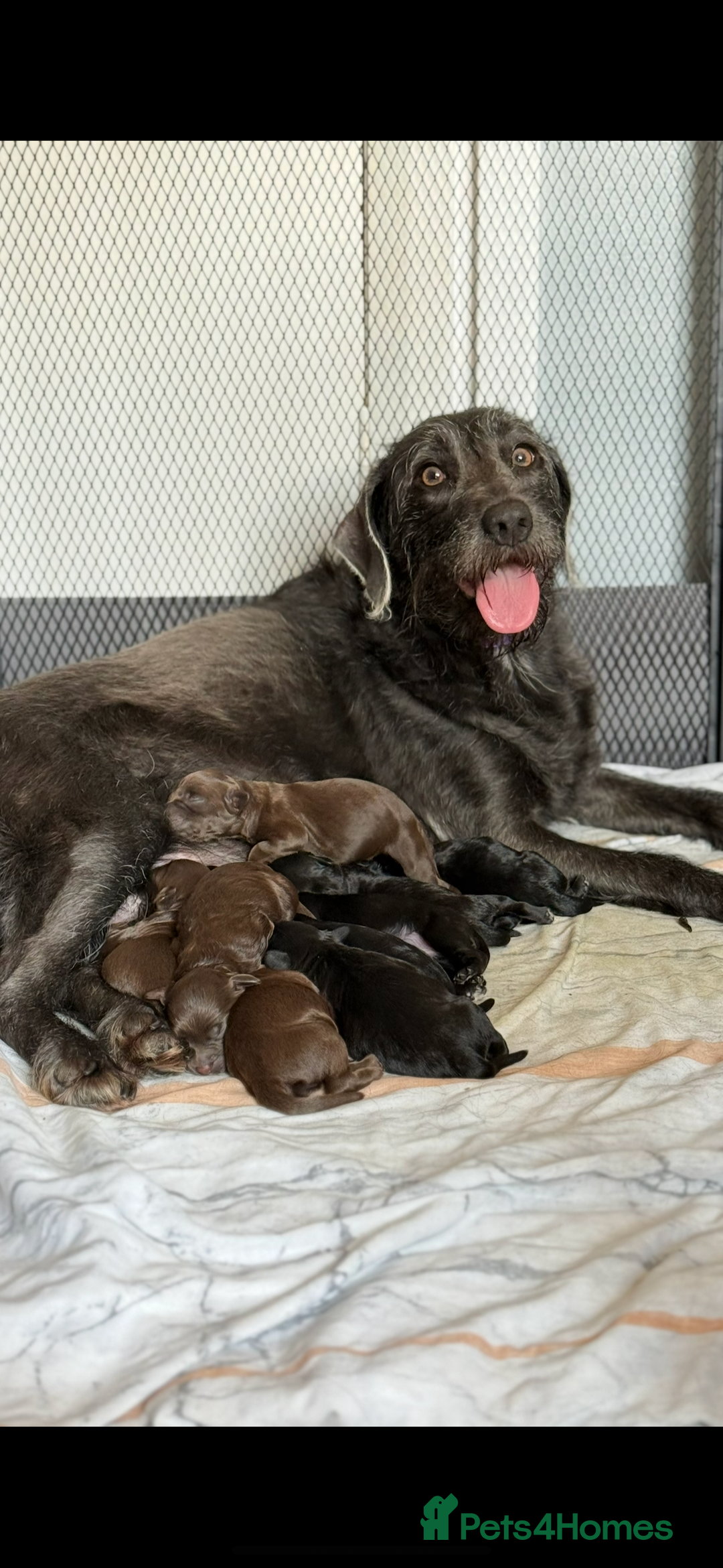 Mixed Breed dogs for sale: Labradoodle cross cockapoo puppy’s  - Image 9