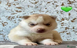 Siberian Husky dogs for sale: Beautiful KC registered Siberian puppies  - Image 8