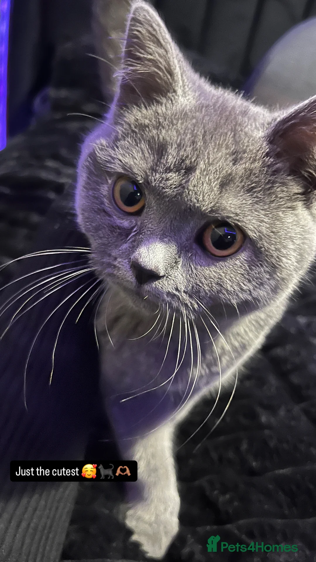 British Shorthair cats for sale: British short hair blue  - Advert 2