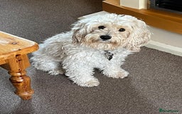 Cockapoo dogs for sale: 3 year old female for sale  - Image 1