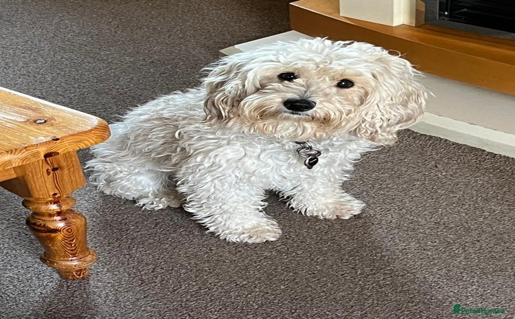 Cockapoo dogs - Advert 14