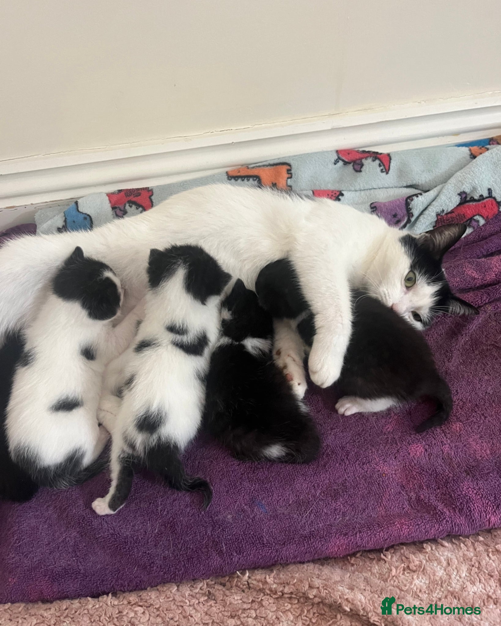 Mixed Breed cats 3 Beautiful kittens ready in 5 weeks in Malvern - Advert 1