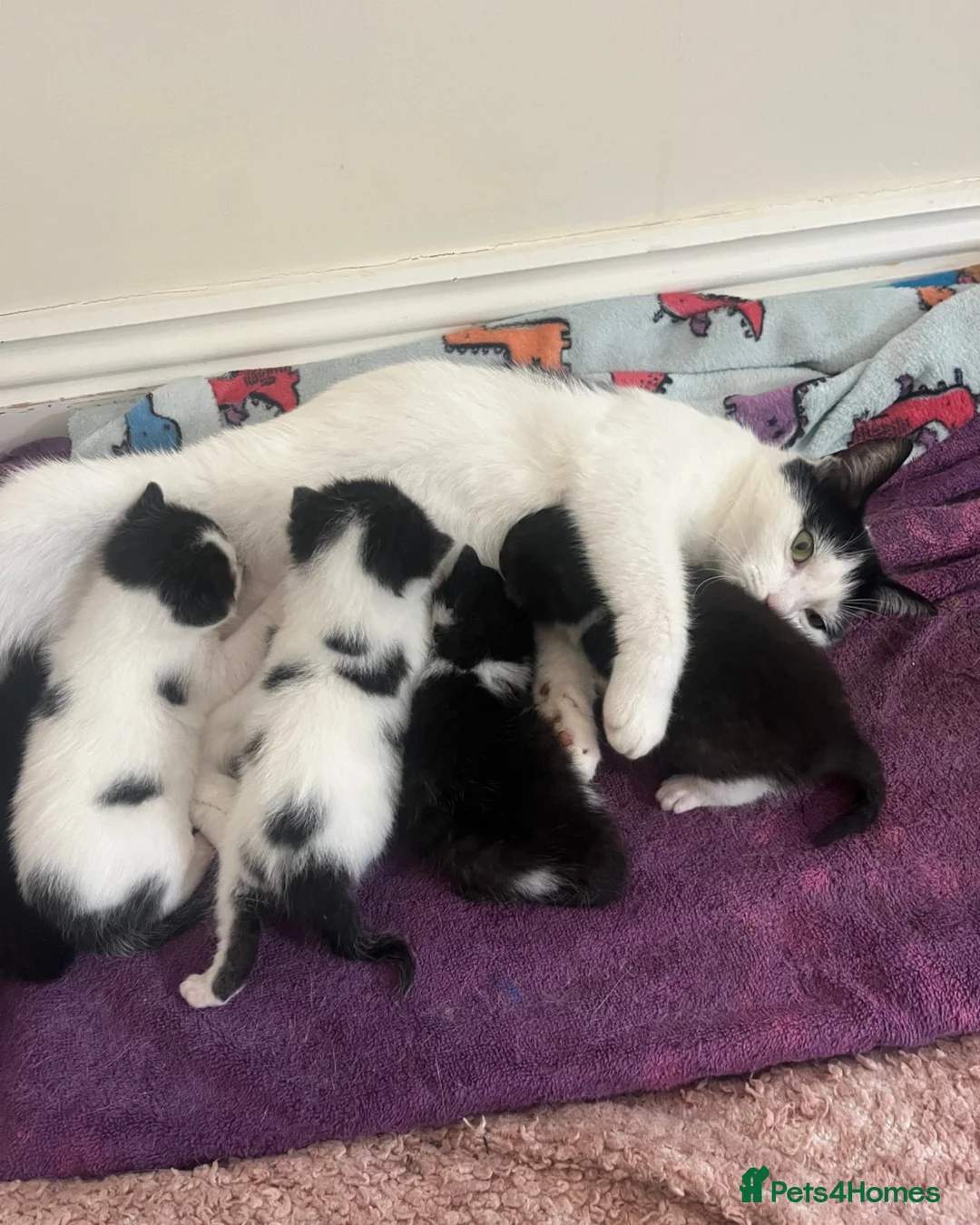 Mixed Breed cats for sale: 3 Beautiful kittens ready in 5 weeks in Malvern - Advert 1