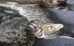 Mixed Breed cats for sale: 3 beautiful kittens for sale - Image 5