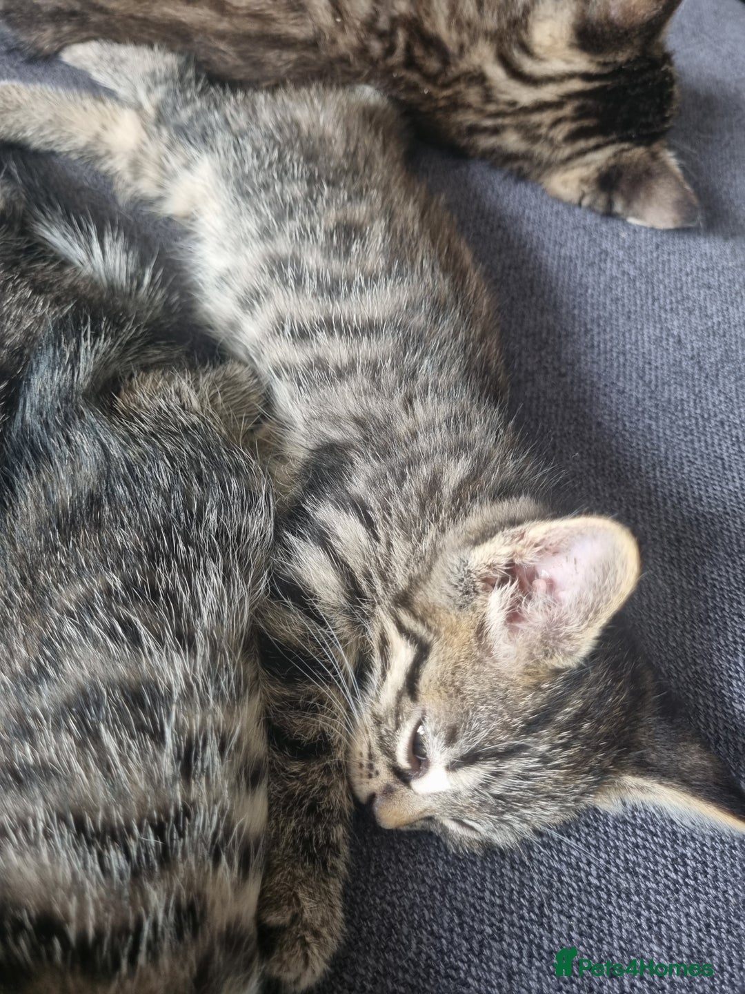 Mixed Breed cats for sale: 3 beautiful kittens for sale - Image 5