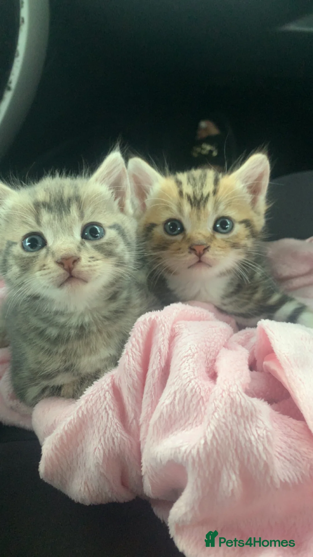 Bengal cats for sale: Gorgeous bengal kittens ready for new homes😍 🤎🐆 - Advert 1