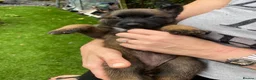 Belgian Shepherd Dog dogs for stud: The one and only Rex in London - Advert 22