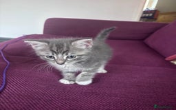 Mixed Breed cats for sale: Beautiful kittens  - Advert 3