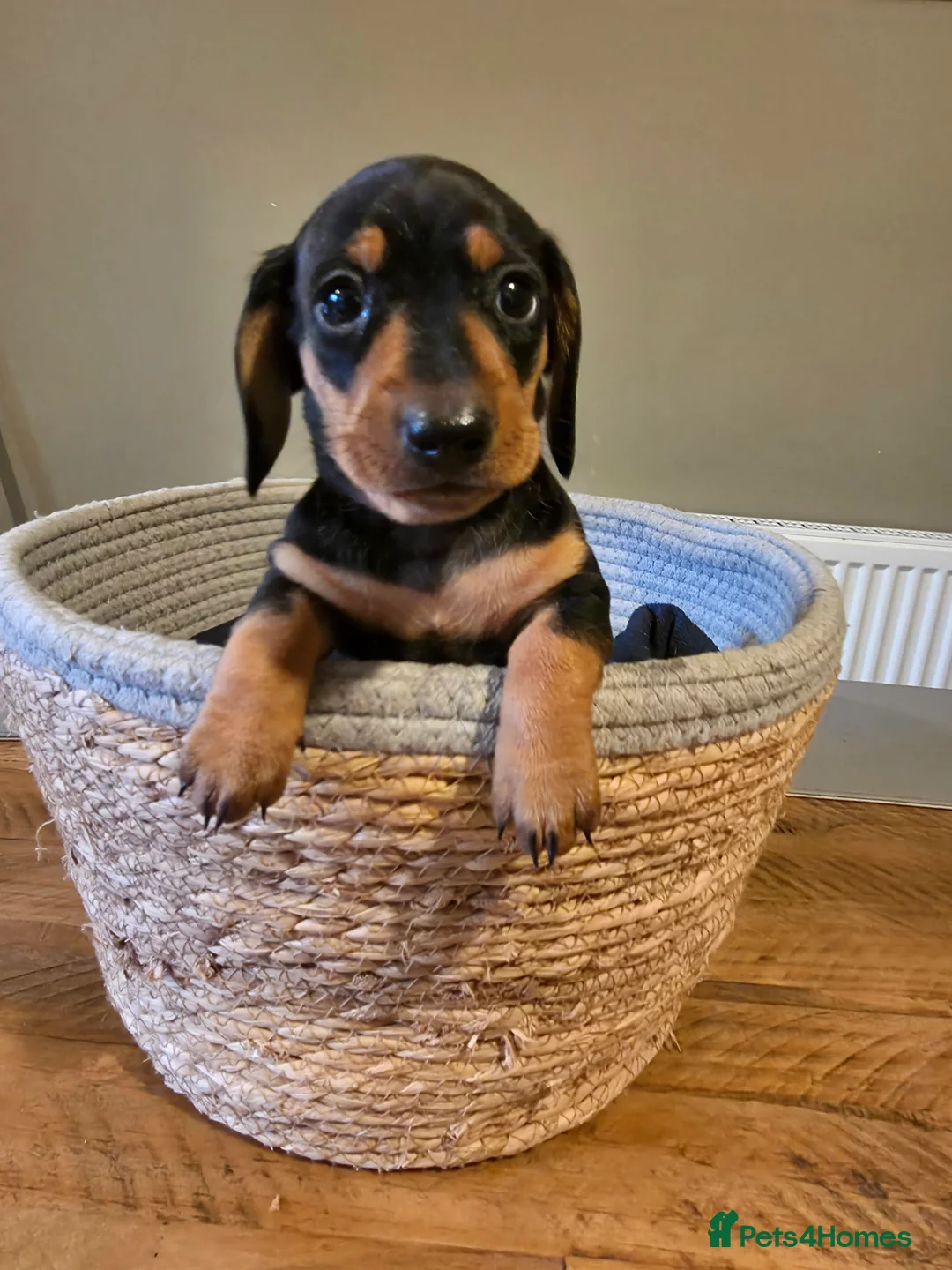Dachshund dogs for sale: Miniature x Standard Dachshund Puppies - Advert 11
