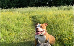 Mixed Breed dogs for sale: Staffie x pocket bully 10 months old - Image 2