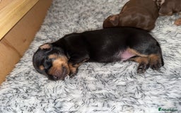 Dachshund dogs for sale: Miniature dachshund puppies  - Image 16