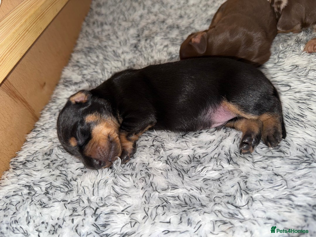 Dachshund dogs for sale: Miniature dachshund puppies  - Image 16