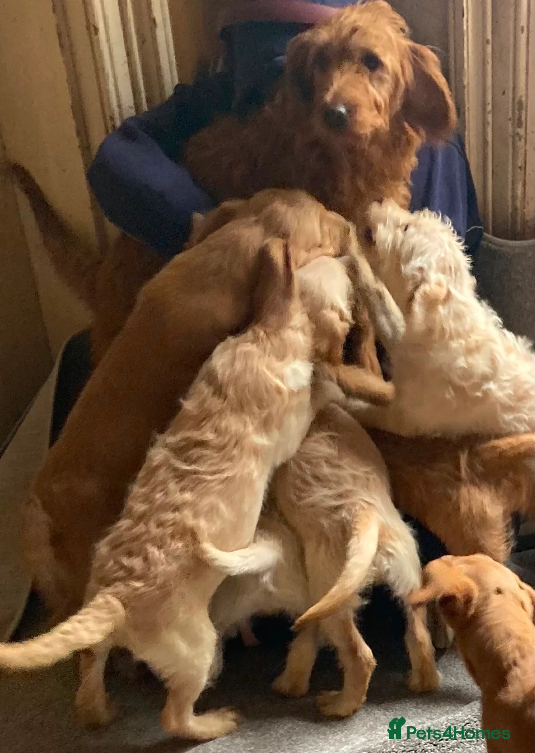 Labradoodle dogs for sale: Beautiful Labradoodle Puppies For Sale - Advert 17