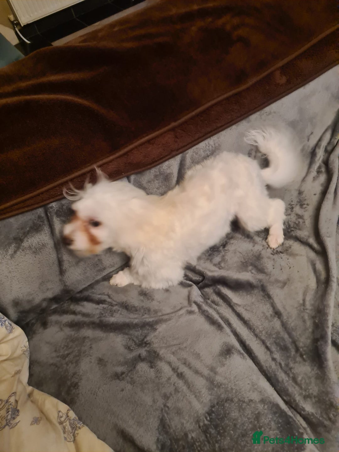 Maltese dogs for sale: Maltese Male 16 month old - Advert 2