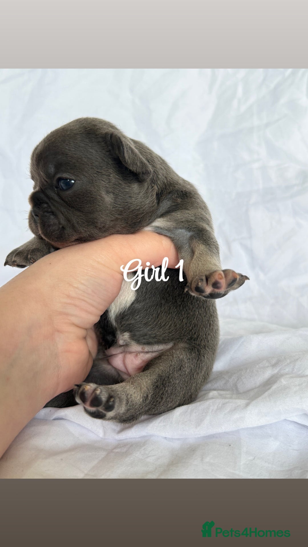French Bulldog dogs for sale: Pedigree Puppies ❤️ - Image 5