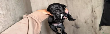 Mixed Breed 2