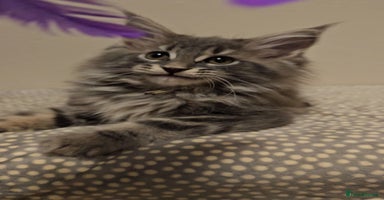 Maine Coon cats - Advert 7