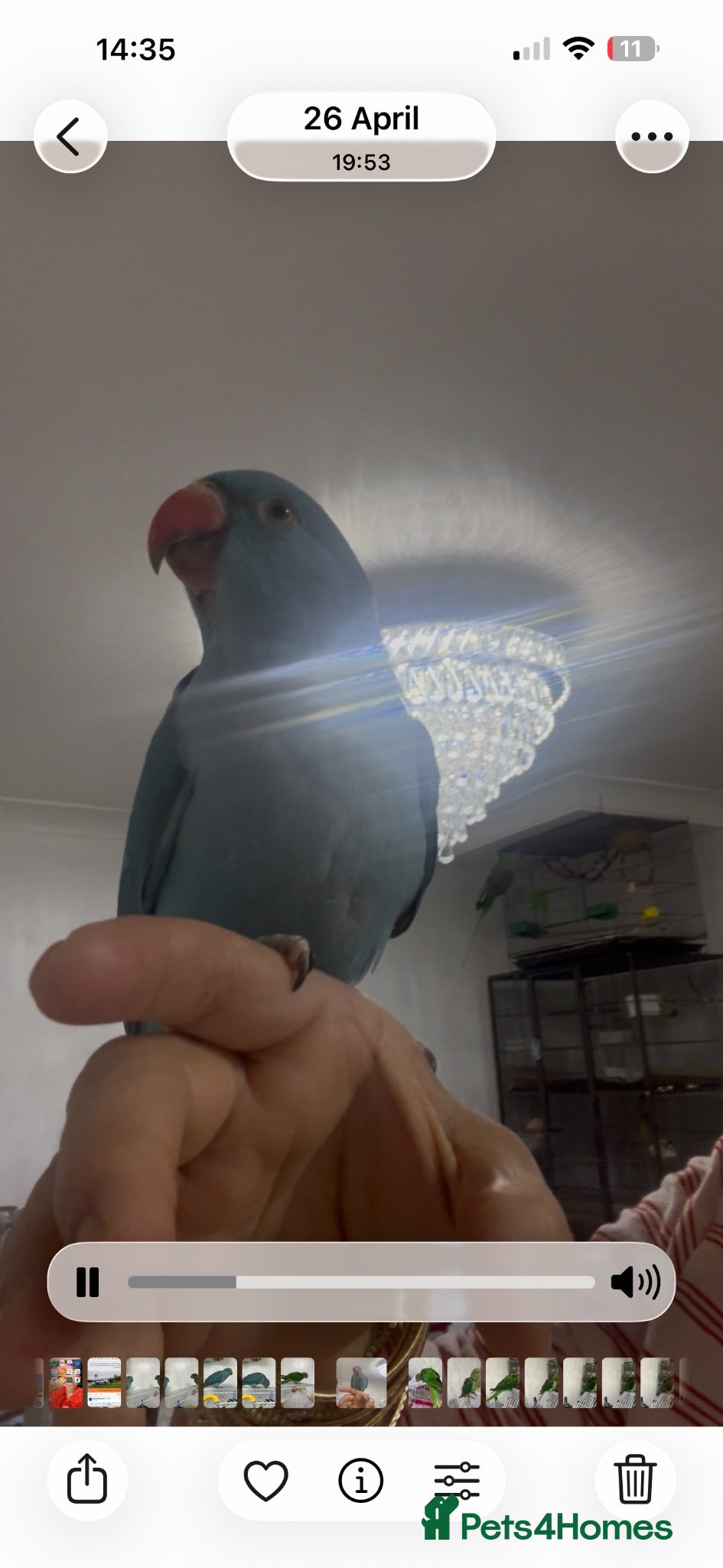 Ringnecks birds Indian ringneck  - Advert 3