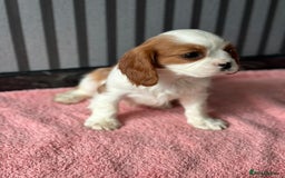 Cavalier King Charles Spaniel dogs for sale: 5 beautiful King Charles cavaliers - Image 8