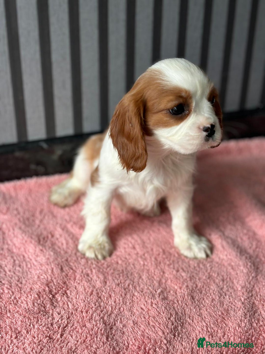 Cavalier King Charles Spaniel dogs for sale: 5 beautiful King Charles cavaliers - Image 8