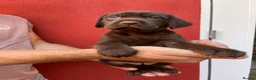 Mixed Breed dogs for sale: BEAUTIFUL LABRADOR X GWP X VIZSLA PUPPIES FOR SALE - Advert 24