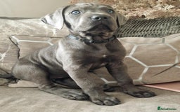 Cane Corso dogs for sale: Stunning cane corso puppies £800  - Image 4