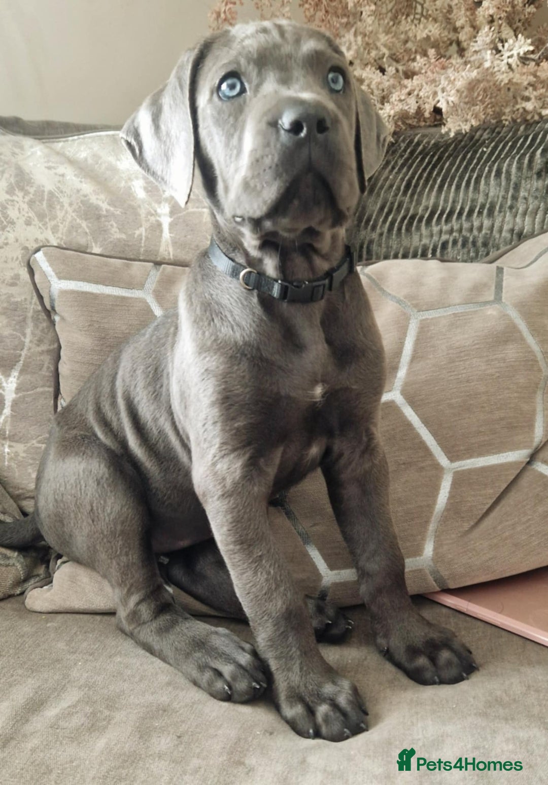 Cane Corso dogs for sale: Stunning cane corso puppies £800  - Image 4