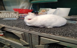 Netherland Dwarf rabbits for sale: Siamese sable Netherland dwarf  - Image 3