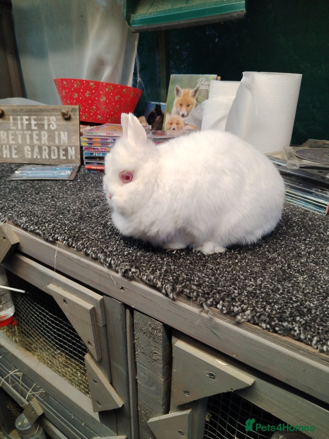 Netherland Dwarf rabbits for sale: Siamese sable Netherland dwarf  - Image 3