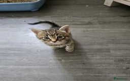 Mixed Breed cats for sale: Kittens - Image 5