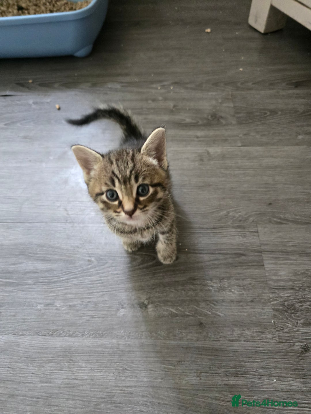 Mixed Breed cats for sale: Kittens - Image 5