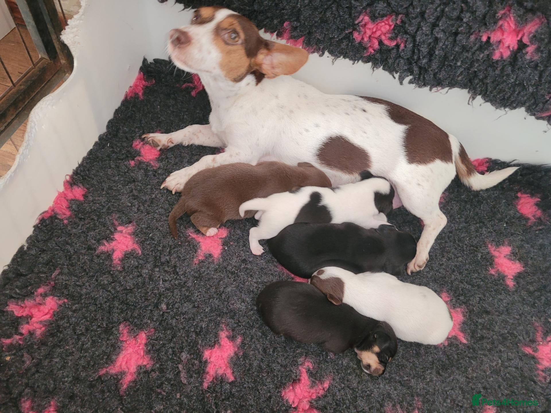 Jack Russell dogs Jack Russell pups - Advert 3