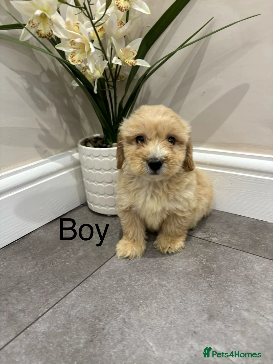 Coton De Tulear dogs for sale: COTON NOODLES puppies ready now  - Advert 12