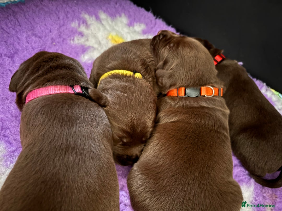 Labrador Retriever dogs for sale: Chocolate Labrador Puppies - Image 6