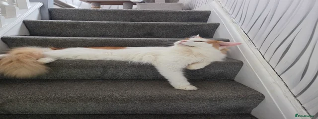 Jasper