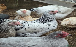 Chickens poultry for sale: Silver Mottled Wyandotte Bantam pullets  - Image 2