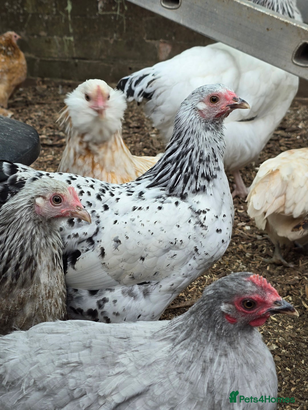 Chickens poultry for sale: Silver Mottled Wyandotte Bantam pullets  - Image 2