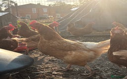 Chickens poultry for sale: Hens £5-£10 - Image 2