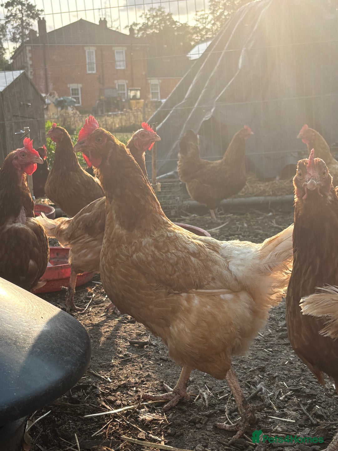Chickens poultry for sale: Hens £5-£10 - Image 2