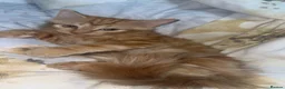 British Longhair cats for sale: British long hair + Turkish arugula  - Advert 4