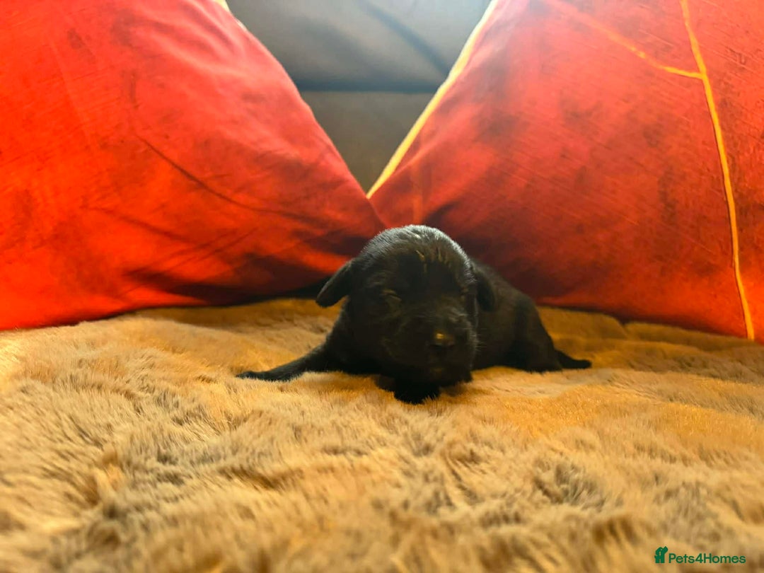 Mixed Breed dogs for sale: Labrador retriever cross - Advert 20