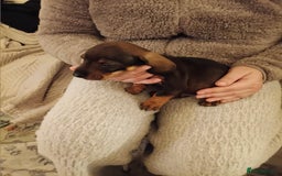 Dachshund dogs for sale: Adorable miniature daschunds - Image 4