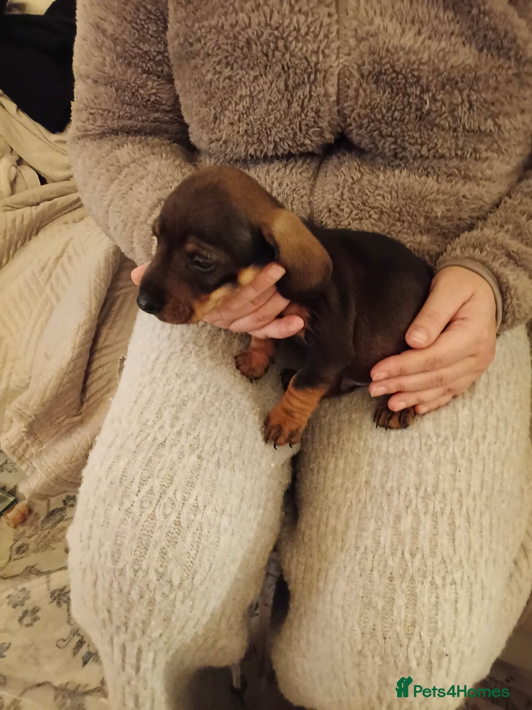 Dachshund dogs for sale: Adorable miniature daschunds - Image 4