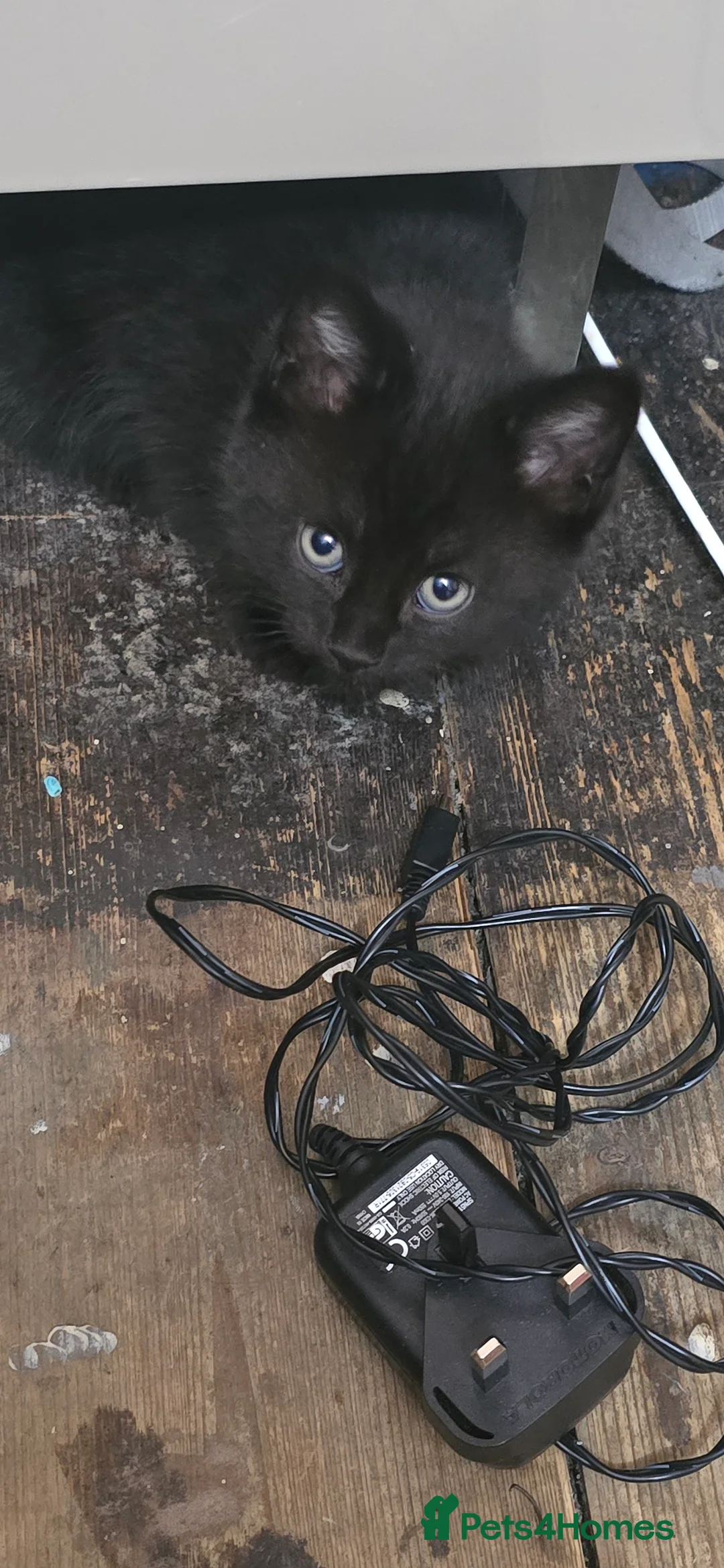 Mixed Breed cats for sale: Adorable Kittens for Sale - Advert 2